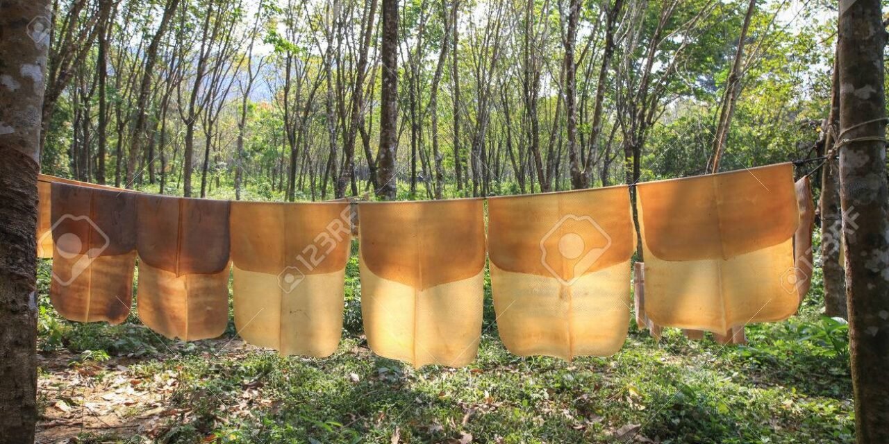 Top 5 Challenges Faced By Rubber Growers